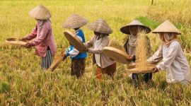 Foto para petani disawah (dok : Pinterest)